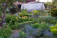 A nursery and National Collection of Geums is housed in Sue Martin's village garden. Polytunnel seen over informal beds of tulips, forget-me-nots, euphorbia, centaurea and aquilegias.