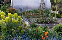 A nursery and National Collection of Geums is housed in village garden. Polytunnel seen over informal beds of tulips, forget-me-nots, euphorbia, centaurea and aquilegias. Raised beds are filled with vegetables and geums.