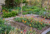 A nursery and National Collection of Geums is housed in village garden. Raised beds are filled with geums.