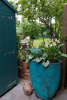 Narrow side alley has garden shed and tall blue pot filled with hosta, brunnera and roscoea. 