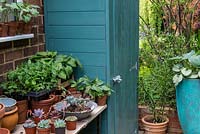 Every bit of space is utilised in a narrow side alley with a garden shed and work bench with succulents and vegetable plants ready to be planted out.