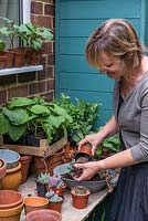 Woman plants up a bowl of succulents on her workbench in the narrow side alley.