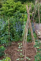 In the front garden, newly planted runner beans and tomato plants.