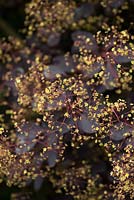 Cotinus coggygria Royal Purple, smokebush, in flower. A deciduous shrub with purple leaves