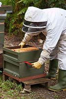 Beekeeping - a beekeeper taking out a section of hive to access the wooden frames used by bees to make honey