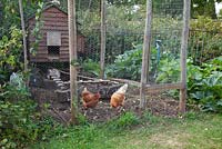 Chickens in a cage in the garden