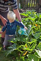 A father teaching his child to water courgettes