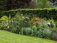 View over lawn to border of foxglove, Allium Globemaster, poppy, delphinium, scabious, lavender and roses - white Sally Holmes, red La Sevillana and creamy Buff Beauty.