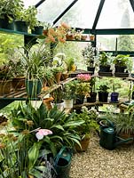 Interior of greenhouse hidden in work area by fence, filled with shelves of tender ferns, lilies, succulents, begonia pelargonium and cacti.