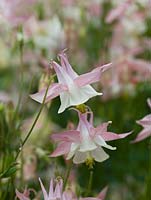 Aquilegia vulgaris, Columbine or Grannys bonnets, a herbaceous perennial which, flowering in summer, self-seeds promiscuously.
