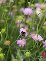 Scabiosa atropurpurea, Pincushion flower or Sweet scabious, a lanky biennial or perennial wih lilac flowerheads, loved by bees.