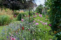 A colourful wildflower border grown from a packet of annual seed mix. Plants include Poppies, Cosmos, Cornflowers and Viper's Bugloss.