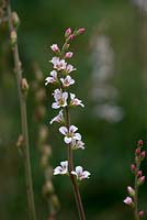 Francoa sonchifolia, an evergreen perennial which, in summer, bears long stems of pretty little flowers.



