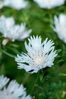 Centaurea montana 'Alba', flowers from May to July and has lance-shaped, mid-green leaves.
