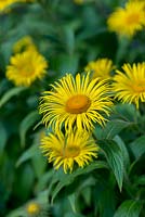 Inula hookeri, a perennial with bold heads of golden yellow flowers with hundreds of long petals. Spreads quite quickly especially in rich soils.