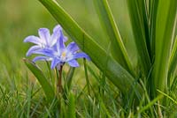 Chionodoxa luciliae - Glory of the snow flowers in spring - March - Oxfordshire