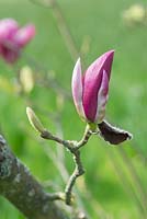 Magnolia 'Joe McDaniel' - March - Oxfordshire