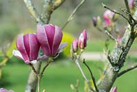Magnolia 'Joe Mcdaniel' - March - Oxfordshire