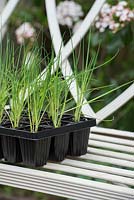 Allium - Young leek plants in a tray before planting - April - Oxfordshire