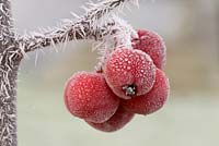 Malus 'Red Sentinel'- frosted crab apples