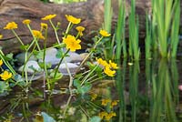 Caltha palustris - A Marsh Marigold flowering in the Wildlife Pond