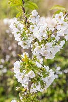 Prunus avium - Blossom of Cherry 'Stella'