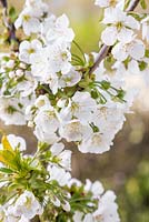 Prunus avium - Blossom of Cherry 'Stella'