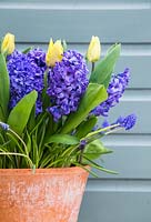 Multi Layered Bulb container with Muscari armeniacum, Hyacinthus orientalis 'Delft Blue' and Tulip 'Sunny Prince' in bloom