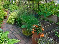 Raised vegetable beds with courgettes, chives, carrots, lettuce. In pots, begonia, succulents, sage. By path, Hakonechloa macra, phlomis, phlox, geum, verbena.