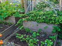 Raised vegetable beds with courgettes, strawberries, lettuce seedlings.
