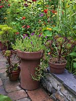 Chimney pot planted with lampranthus and pots of Aeonium arboreum against backdrop of perennials.