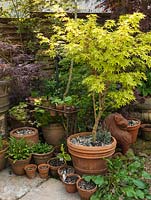 In small corner, collection of hostas and maples in pots, some in old iron umbrella stand turned pot holder. Acer palmatum Sango-kaku in big pot.