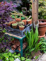 Tucked away in corner of town garden, old beer crate of small terracotta pots with succulents. Red-leaved smokebush and black elder nearby.