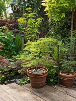 Far end of town garden. Wooden deck and small wildlife pool. Pots of maples - Acer palmatum cultivars.