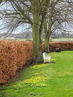 White metal bench leans against trunk of lime tree on grass where golden winter aconites are naturalised. Behind, beech hedge. 