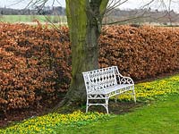 White metal bench leans against trunk of lime tree on grass where golden winter aconites are naturalised. Behind, beech hedge.
