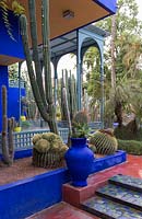 Jardin Majorelle, Yves Saint Laurent garden. Studio painted blue with cactus - Echinocactus grusonii, Ferocactus pilosus, Cleistocactus strausii, Trichocereus  pachanoi, clump of Echinocactus grusonii