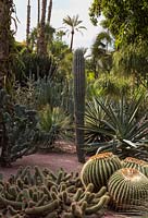 Jardin Majorelle, Yves Saint Laurent garden, Trichocereus cristata Echinopsis huascha, Echinocactus grusonii, Pachycereus pringlei, Agave sisalana, in the cactus garden area