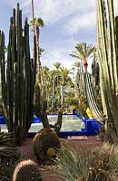 Jardin Majorelle, Yves Saint Laurent garden, view through the cactus garden to the blue pool. Ferocactus piliferus and Echinocactus Grusonii in foreground.