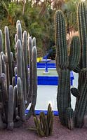 Jardin Majorelle, Yves Saint Laurent garden, cacti from left to right - Espostoa melanostele, Haageocereus, Trichocereus erscheckii in front of blue pool fountain