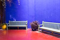 Jardin Majorelle, Yves Saint Laurent garden, Setcreasea in blue container and Tradescantia pallida purpurea 