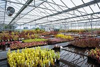 Hampshire Carnivorous Plants Nursery -Sarracenia Pitcher plants in greenhouse