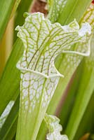 Sarracenia leucophylla 'Schnells Ghost'