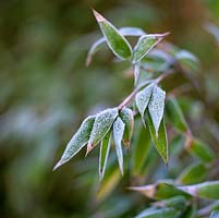 Phyllostachys nigra, frosted leaves after snowfall in winter.