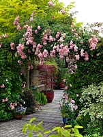 Rosa Maid of Kent, a repeat flowering floribunda rose, grows over an arch at the entrance to a contemporary paved front garden.