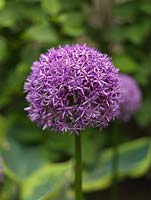 Allium Globemaster, ornamental onion, produces in late spring huge heads made up of scores of tiny purple flowers.