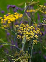 Foeniculum vulgare, a tall self seeding perennial with feathery foliage and long lasting umbelliferous yellow flowers.