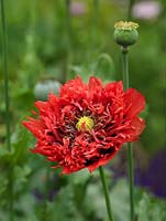 Papaver somniferum, the opium poppy, an annual producing large flowers and attractive blue green seed pods.