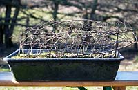 Jef Gielen shows: Bonsai hedge in plastic tray braided in broken technique.