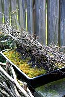 Bonsai hedge in plastic tray braided in laid  technique.